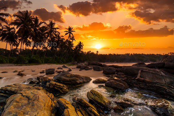 Beautiful sunset under the coconut plams on Sri Lanka beach. - Stock Photo - Images