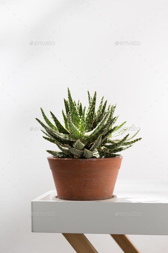 Aloe christmas carol in a orange clay pot on a white table. - Stock Photo - Images