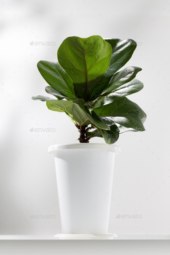Fiddle fig or Ficus lyrata. - Stock Photo - Images