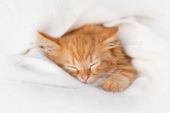 Cute ginger kitten sleeps on white blanket. domestic kitten resting on the couch. soft selective