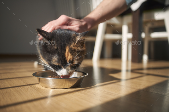 Man giving feeding his hungry cat - Stock Photo - Images