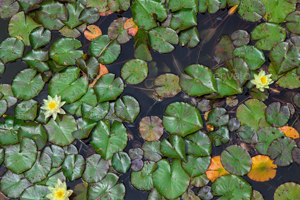 Background of aquatic plants in summer - Stock Photo - Images