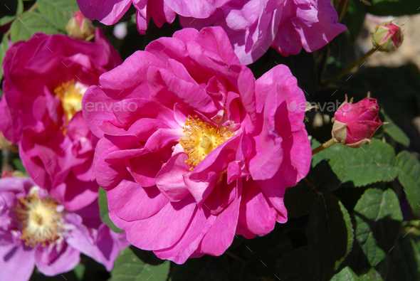 Beautiful pink roses in a summer garden - Stock Photo - Images