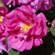 Beautiful pink roses in a summer garden - PhotoDune Item for Sale
