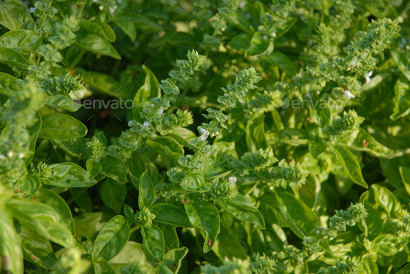 Basil growing in herb garden - Stock Photo - Images