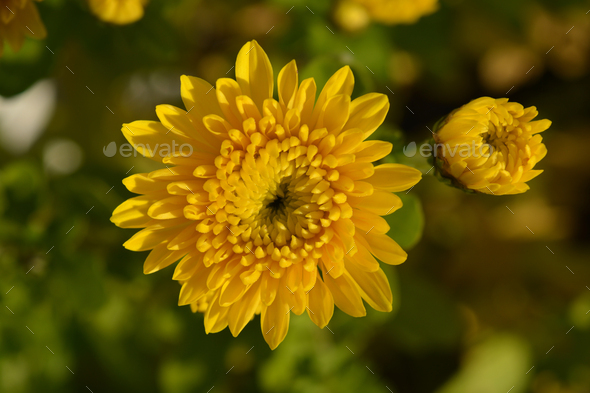 Chrysanthemum flowering in garden - Stock Photo - Images