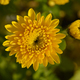 Chrysanthemum flowering in garden - PhotoDune Item for Sale
