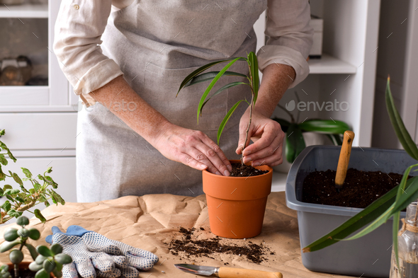 Woman is planting fresh indoor plant into terracotta pot