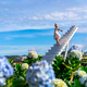 Young woman traveler enjoying with blooming hydrangeas garden - PhotoDune Item for Sale