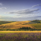 Lavender in Tuscany, hills and green fields. Santa Luce, Pisa, Italy - PhotoDune Item for Sale