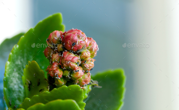 Different pests on the buds of a succulent plant. - Stock Photo - Images