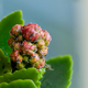 Different pests on the buds of a succulent plant. - PhotoDune Item for Sale