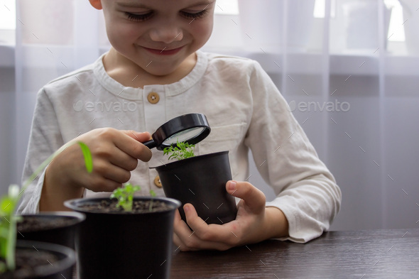 a boy looks at a flower in a pot through a magnifying glass. - Stock Photo - Images
