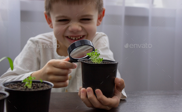 a boy looks at a flower in a pot through a magnifying glass. - Stock Photo - Images