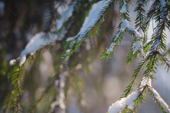 Nature Winter background with snowy pine tree branches, shallow DOF - Stock Photo - Images