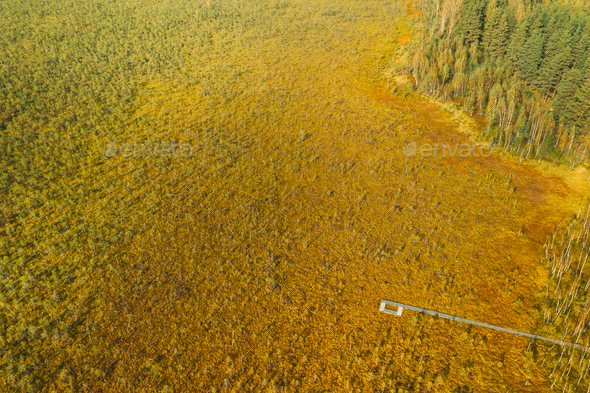 Belarus, Berezinsky Biosphere Reserve. Aerial Bird's-eye View Of Wooden path way pathway from marsh