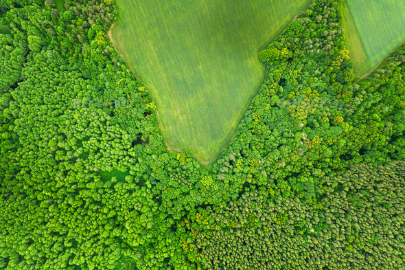 Aerial View Spring Green Field And Forest Landscape. Top View Of Field And Forest Belt. Bird\'s Eye