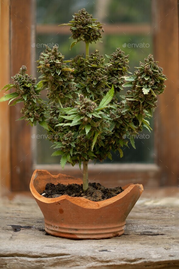 Bonsai Blue Dream cannabis breed growing in a pot Stock Photo by thichaa