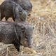 Wild boar - PhotoDune Item for Sale
