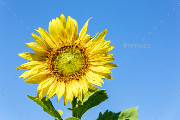 Sunflower on blue sky background - Stock Photo - Images