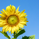 Sunflower on blue sky background - PhotoDune Item for Sale