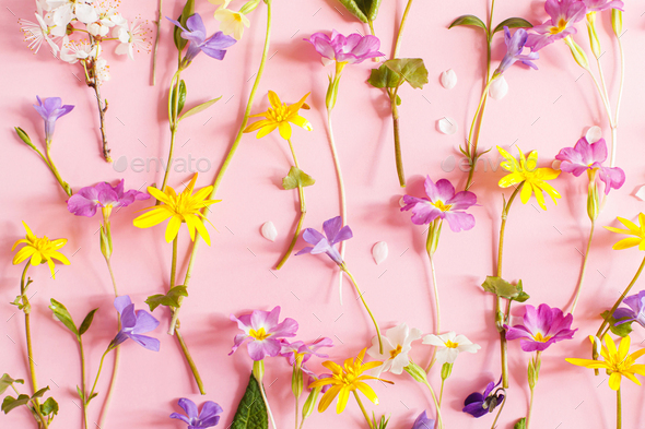 Beautiful spring flowers on pink background flat lay - Stock Photo - Images