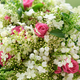Close-up of pink roses flowers and white lily of the valley with drops - PhotoDune Item for Sale