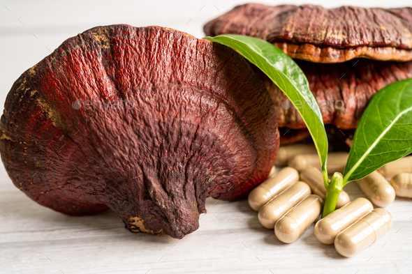 Dried lingzhi mushroom with capsule drug, alternative medicine herbal organic herb. - Stock Photo - Images
