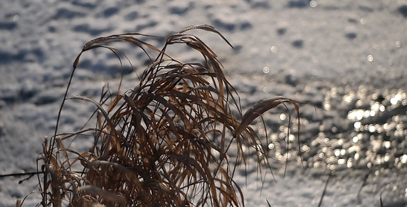 Winter Wind Rustles The Dry Grass 1