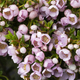 Pink flowering Thryptomene Shrub close up - PhotoDune Item for Sale