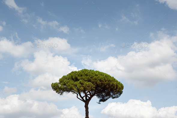 Lone tree and cloudy sky in Rome - Stock Photo - Images