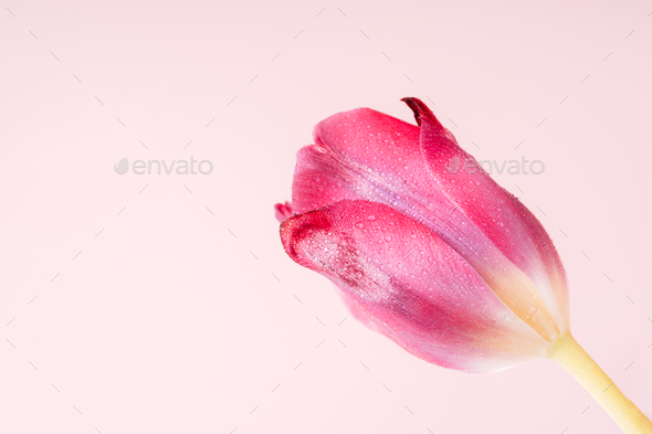 Pink tulip in water drops close-up against pink background - Stock Photo - Images