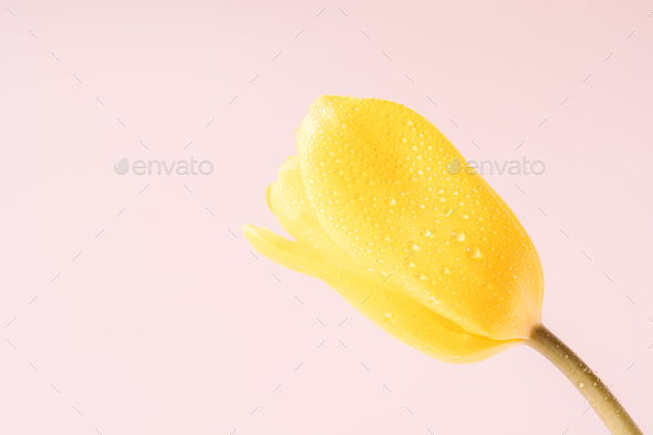 Yellow tulip in dew drops close-up against a pink background - Stock Photo - Images