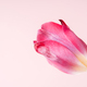 Pink tulip in water drops close-up against pink background - PhotoDune Item for Sale