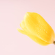 Yellow tulip in dew drops close-up against a pink background - PhotoDune Item for Sale