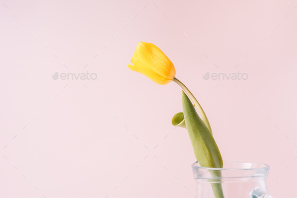Yellow tulip in glass decanter close-up on pink background - Stock Photo - Images