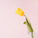 Yellow tulip in glass decanter close-up on pink background - PhotoDune Item for Sale