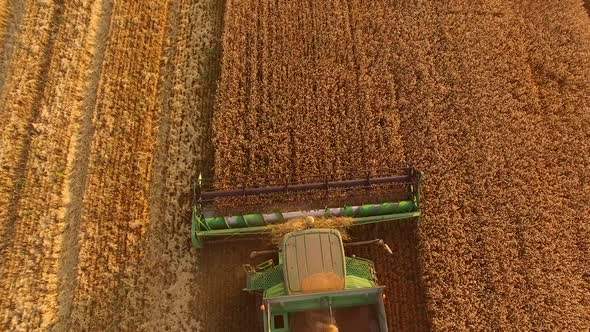 Combine Harvester Cutting Wheat alt