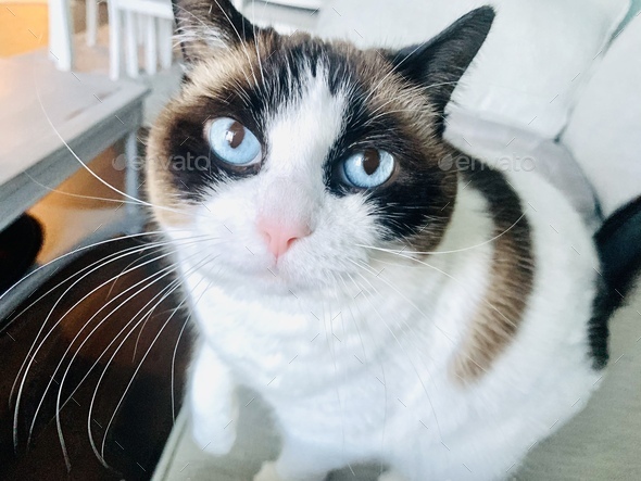 closeup of a ragdoll cat face with beautiful blue eyes - Stock Photo - Images