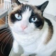 closeup of a ragdoll cat face with beautiful blue eyes - PhotoDune Item for Sale