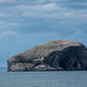 Views of Bass Rock, lighthouse, North Sea and colony of gannets. North Berwick. Scotland - PhotoDune Item for Sale