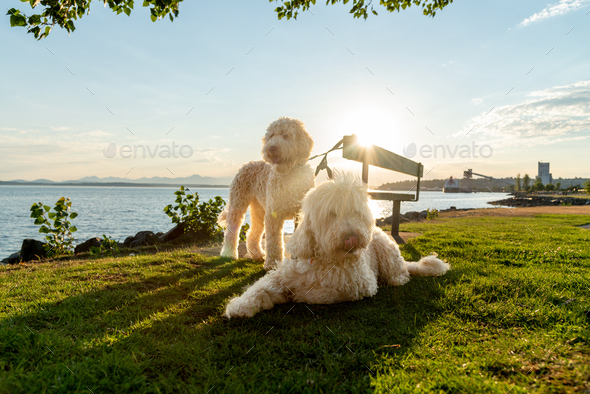 Golden doodle dogs at park - Stock Photo - Images