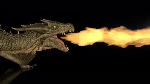 Realistic Dragon Breathes Fire on a Black Background on