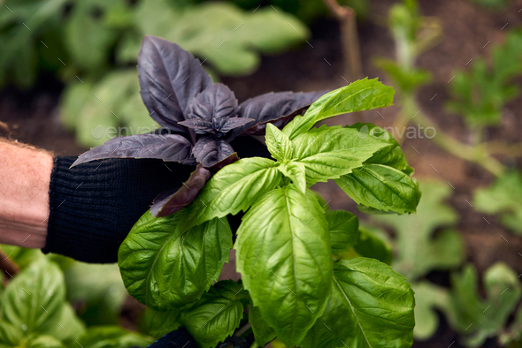 A middle aged European man with a beard in a hat in a greenhouse checks the green and purple basil