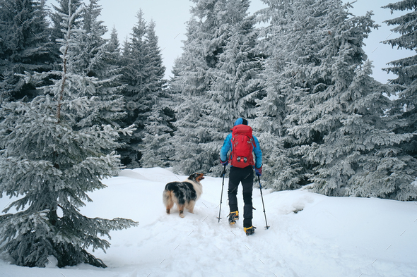 Man hiking with dog in beautiful winter forest in mountain - Stock Photo - Images