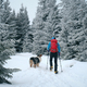 Man hiking with dog in beautiful winter forest in mountain - PhotoDune Item for Sale