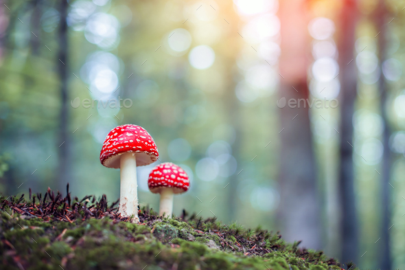 Two fly agaric in spring forest close up - Stock Photo - Images