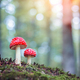 Two fly agaric in spring forest close up - PhotoDune Item for Sale