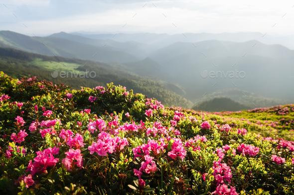 Magic pink rhododendron flowers covered summer mountain - Stock Photo - Images