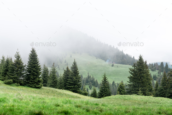 Picturesque spring meadow with foogy forest - Stock Photo - Images